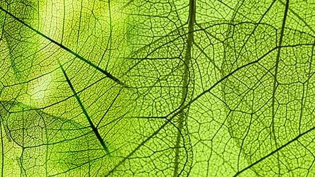 Seeing Green / Green leaf