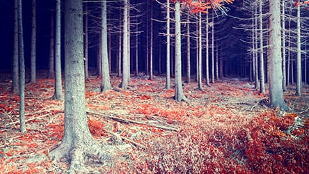 Seeing Green / Forest
