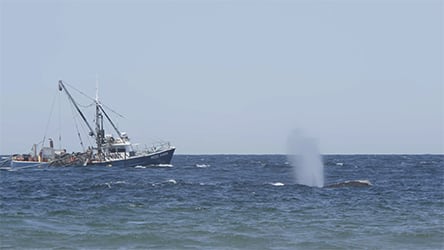 Last of the Right Whales / Boat and spout