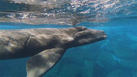 Last of the Right Whales / Canary Calf