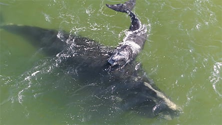 Last of the Right Whales / Chiminea Calf