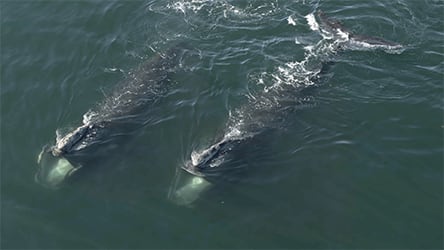 Last of the Right Whales / Coordinated Feeding