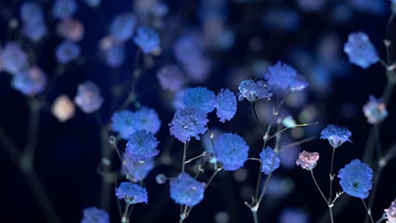 Seeing Green / Blue flowers