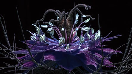 Seeing Green / Purple flower