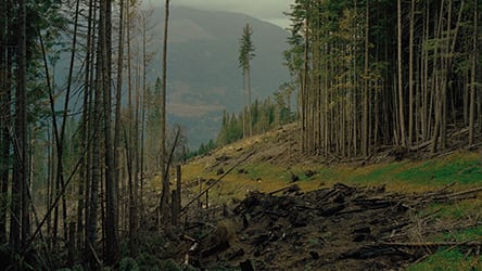 Seeing Green / Forest cutting