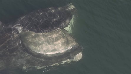 Last of the Right Whales / Skim Feeding