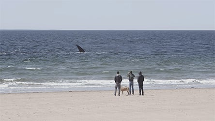 Last of the Right Whales / Watching at Race Point