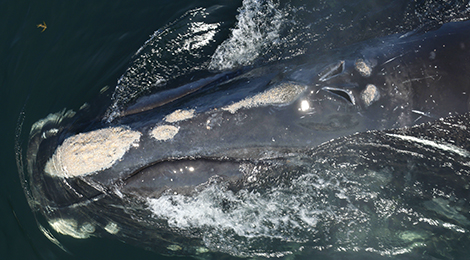 HitPlay Productions / Last of the Right Whales